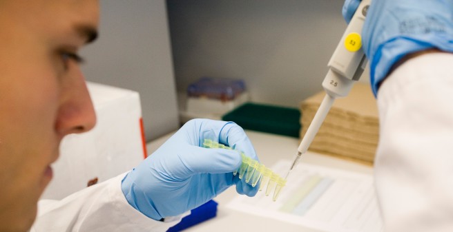 Mensch pipettiert Flüssigkeit in Reaktionsgefäße