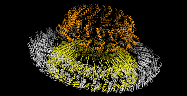 Innen membrane ring complex